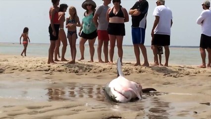 Ils remettent à l'eau un requin blanc échoué sur la plage !