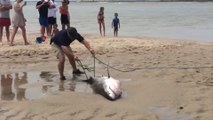 Great White Shark Rescued By Heroic Beachgoers In Cape Cod