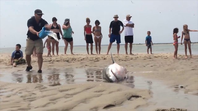Sauvetage d'un grand requin blanc échoué sur une plage