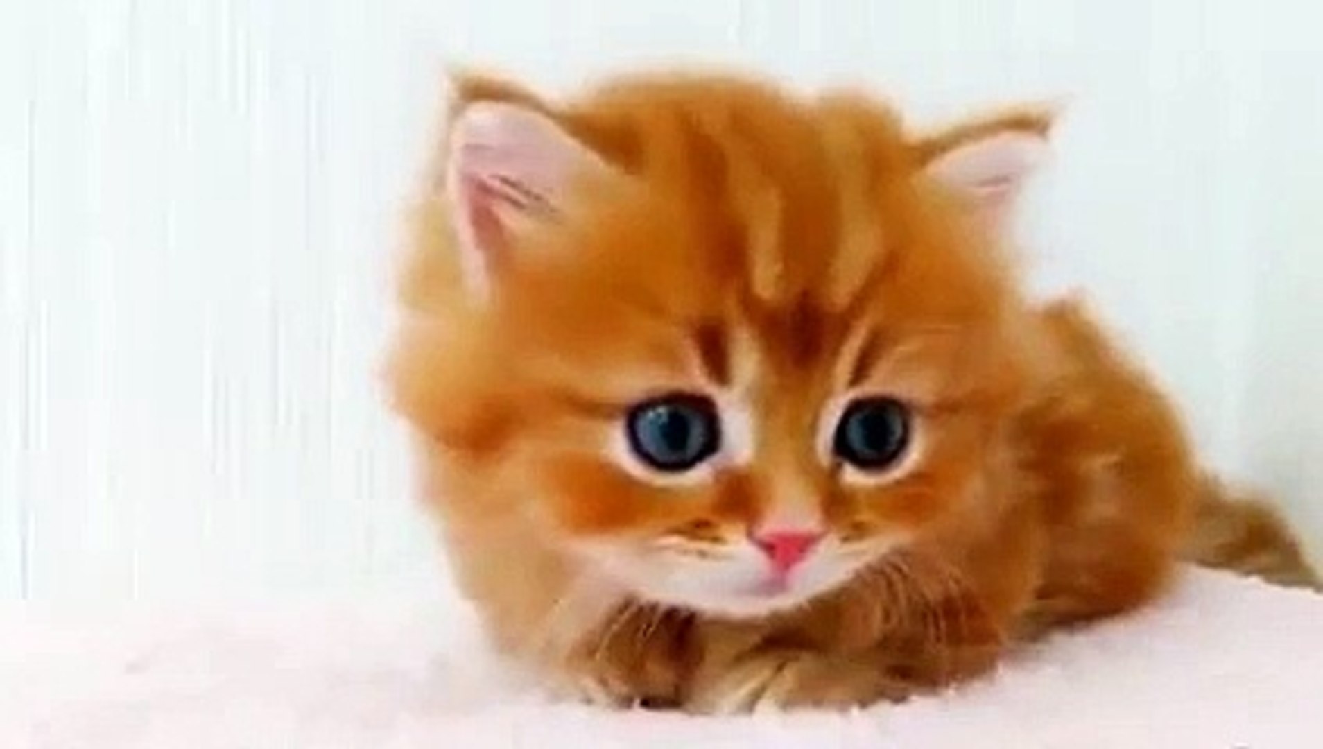 𝐜𝐚𝐭 🤍  Sevimli yavru kediler, Şirin kedi, Sevimli kediler