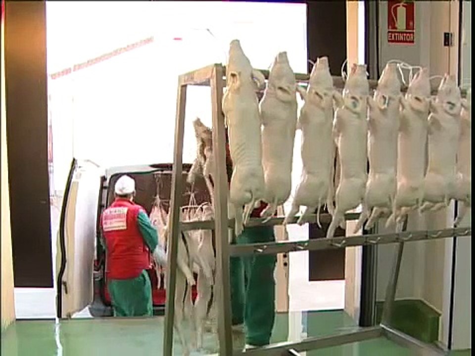 Hnos  María Moreno Compra venta de cochinillos Reportaje Nuevas Instalaciones Abades Segovia