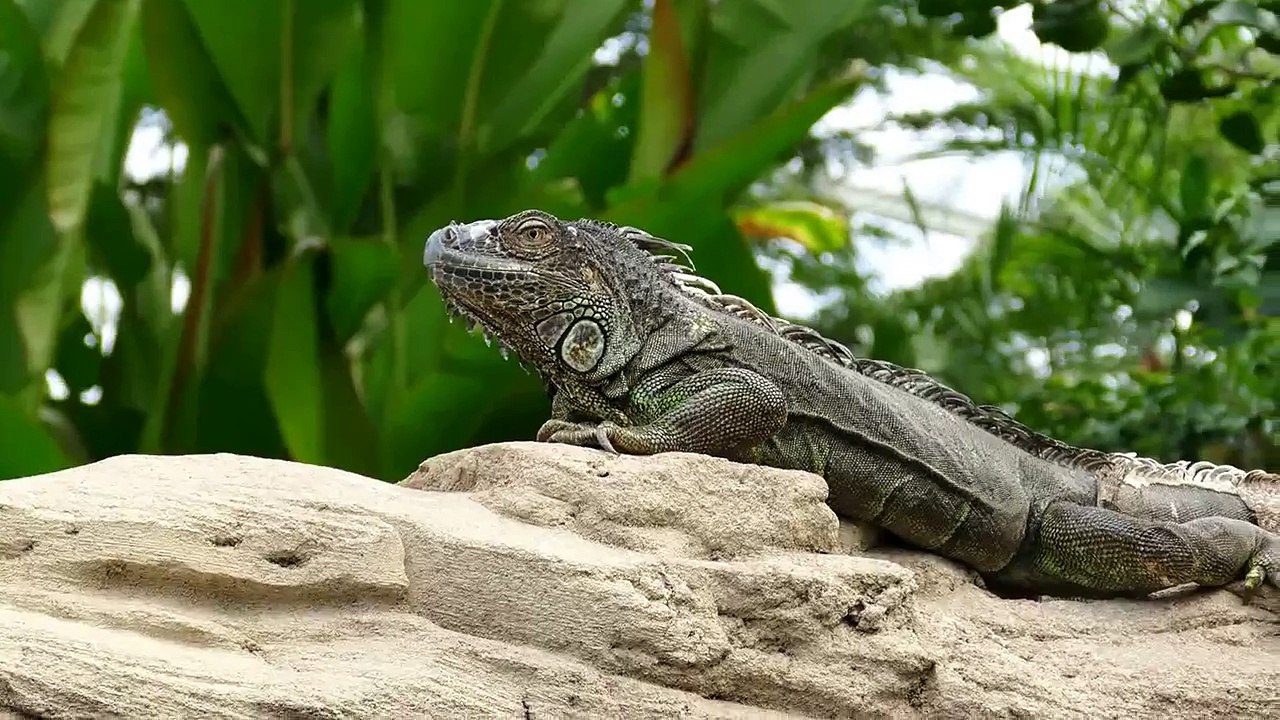 Video Zoo Leipzig