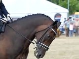 horses with bits slow motion