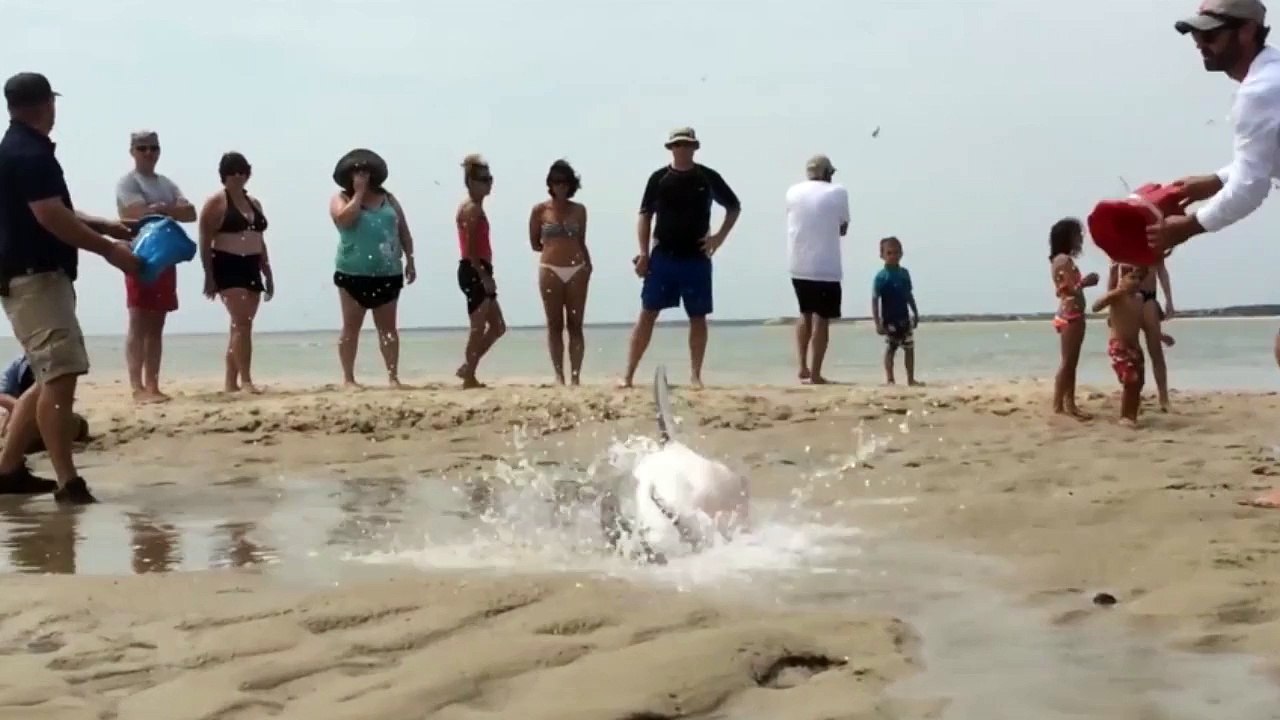 Un requin blanc échoué sur une plage est sauvé par des vacanciers