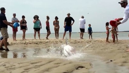 Un requin blanc échoué sur une plage est sauvé par des vacanciers