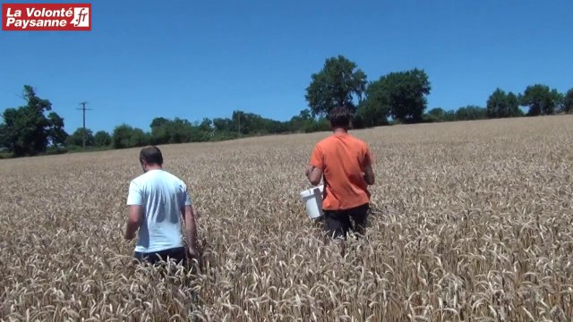Filière blé farine-pain Régalou : élevage et céréales