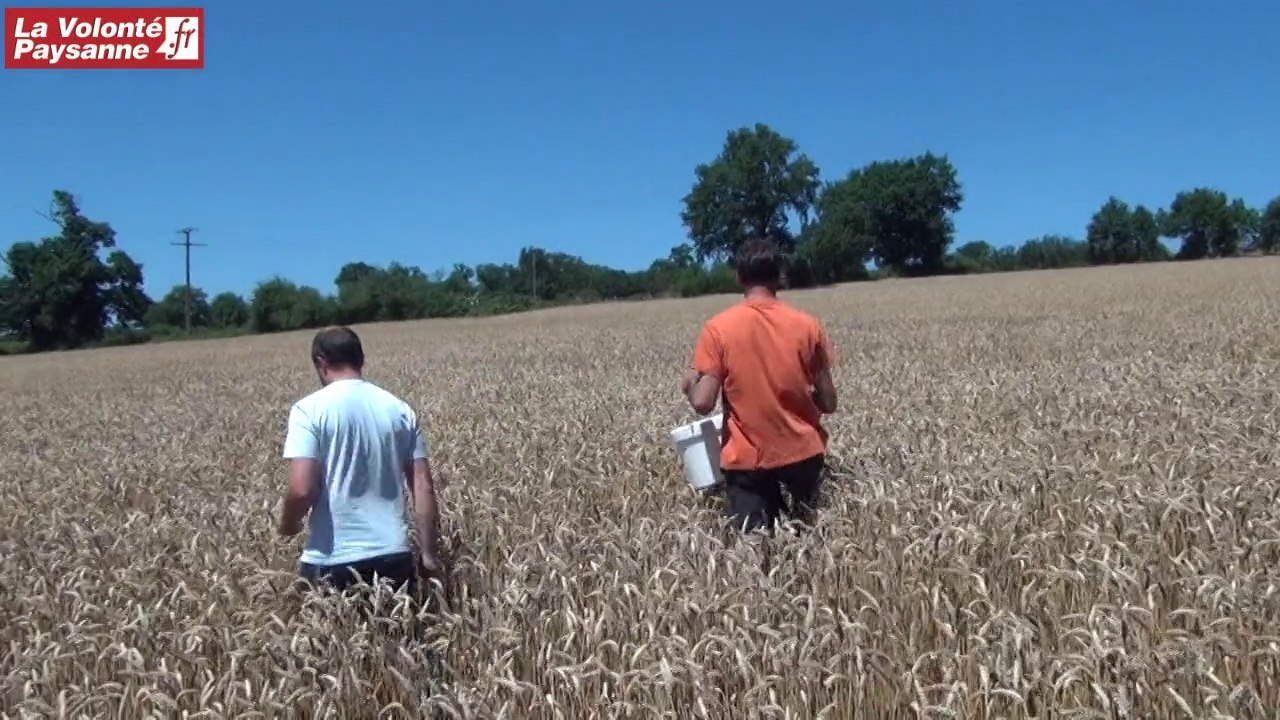 Filière blé farine-pain Régalou : élevage et céréales