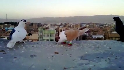 pigeon afghan,kaftar afghani,shirazi,