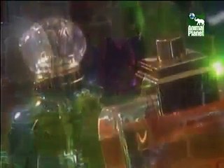 Animales Extremos   Apestosos