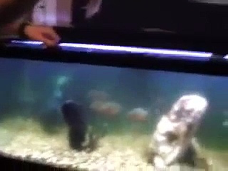 Piranha eats mouse