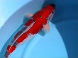 Koi - MAGIC KOI - Goshiki Karpfen Fisch 