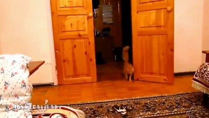Śmieszne koty #1