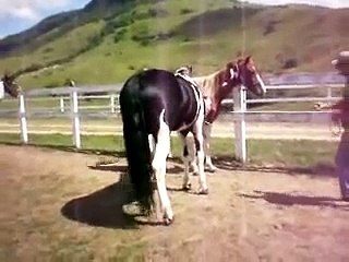 Cruzamento de cavalo pampa de preto com égua pampa de castanho