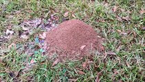Boş Karınca Yuvasına Eritilmiş Alüminyum Dökülürse