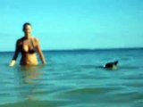 Rat Terrier Dog Karma Swimming in Ocean Oahu Hawaii Kahala