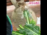 www.lavocedeiconigli.it video contro l'abbandono dei conigli