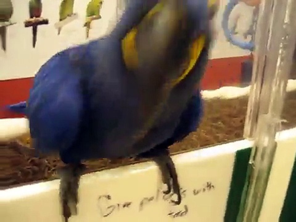 Hyacinth Macaw