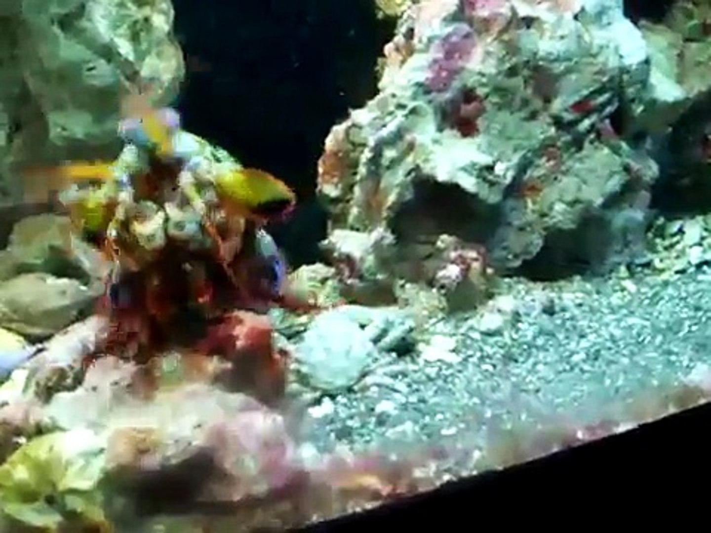 Peacock Mantis Shrimp GREAT VIEW!