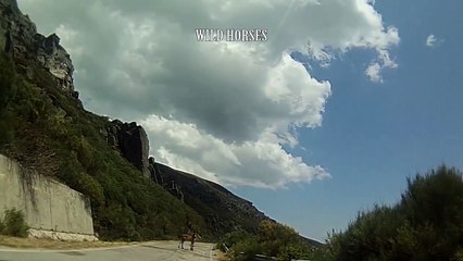 Wild Horses Royal Enfield