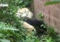 Giant Panda Attempts Her Very Own Great Escape