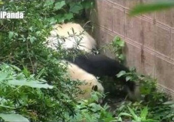 Giant Panda Attempts Her Very Own Great Escape