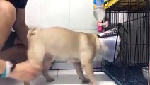 Funny dog refuses to stall