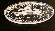 Growing Super Salt Crystals - Time Lapse Photography - Experiment #2   by: Slide-Lok