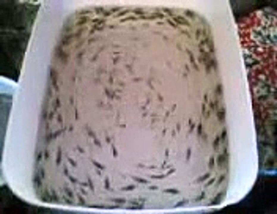 Miracle d'ALLAH : Des poissons le jour de 'Arafa  ۩ ۞  ALLAHou AKBar ۩ ۞ Masha ALLAH