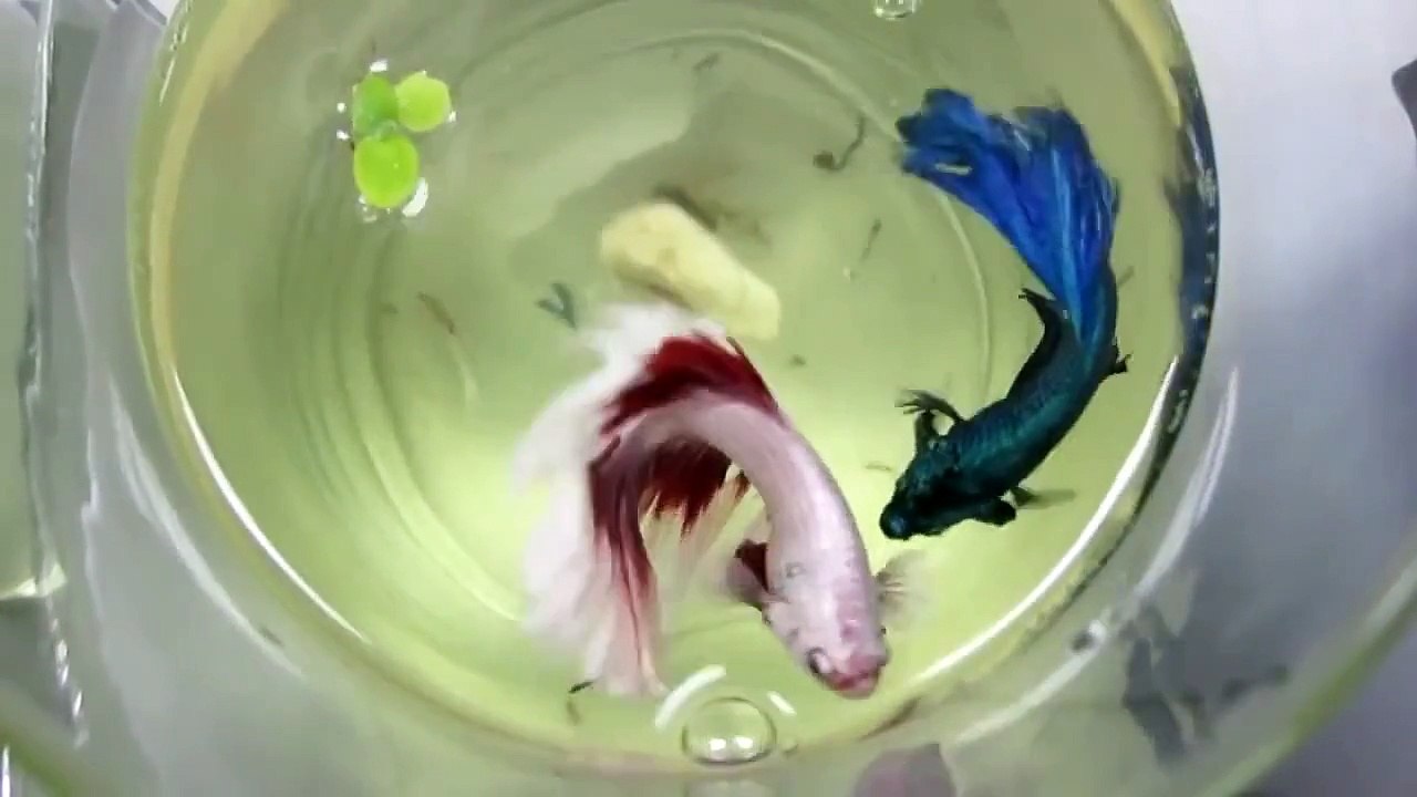 Chọi cá betta (betta fight) HD