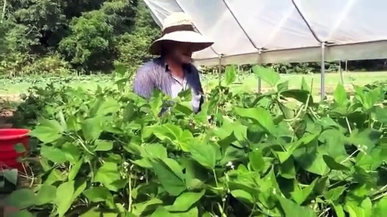 Growing Green Beans