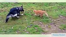 Funny Videos Funny Cats Funny Pranks Funny Animals Videos Funny Dogs 2015