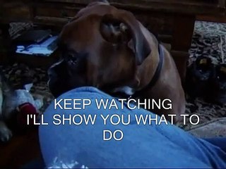 MAX THE BOXER DOG PUPPY SUPER CUTE