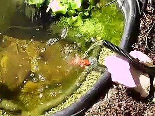 mein verrückter Goldfisch