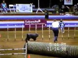 Breezy, Chase & Kassi At 1998 AKC Agility Championship