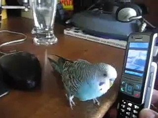 Parakeet talking on Cellphone