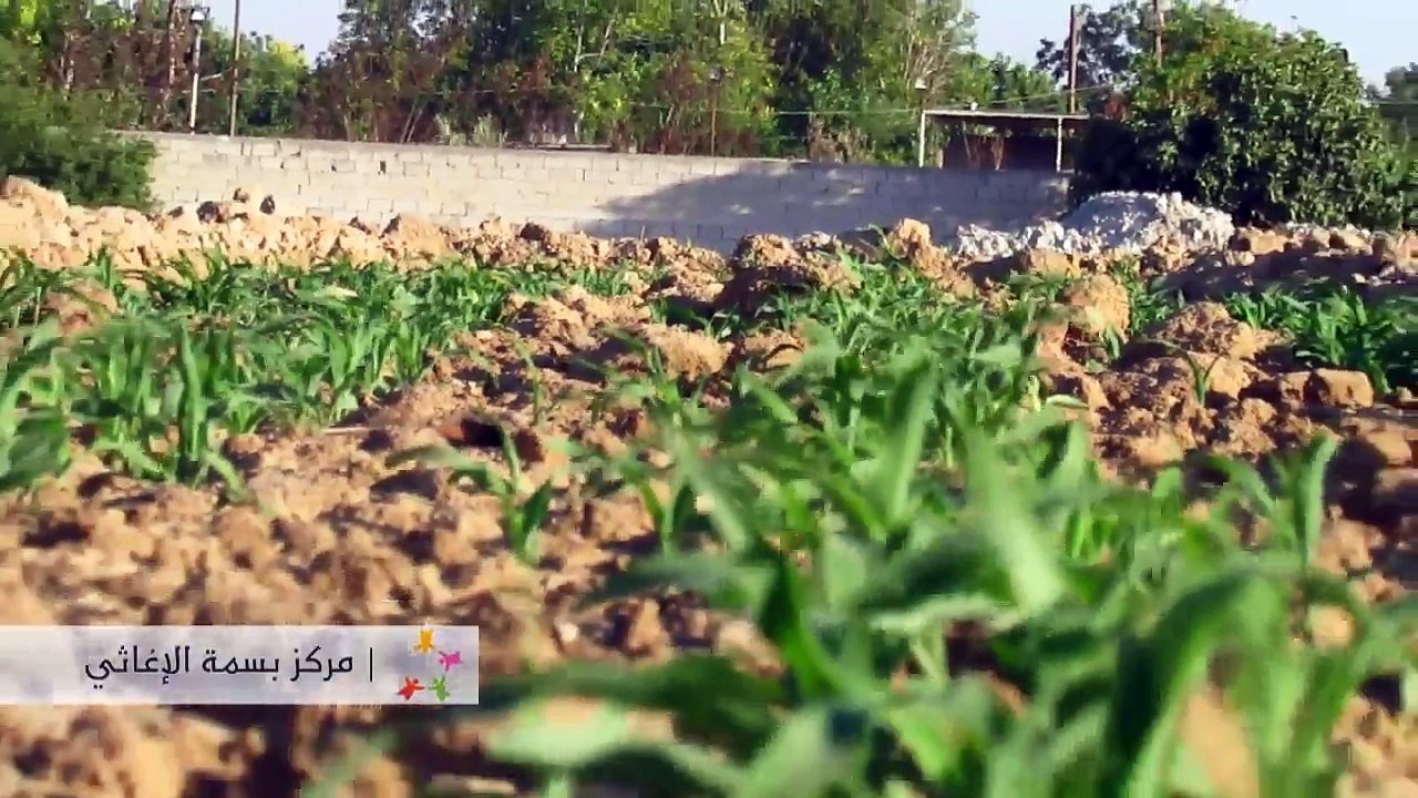 بسمة|زراعة الذرة من اجل الطحين الغوطة الشرقية