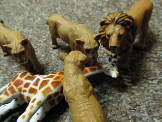 Animal Face-Off: Lion vs. Tiger