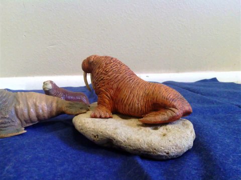 Animal Adventures Studios Presents - Animal Face-off: Polar Bear vs. Walrus