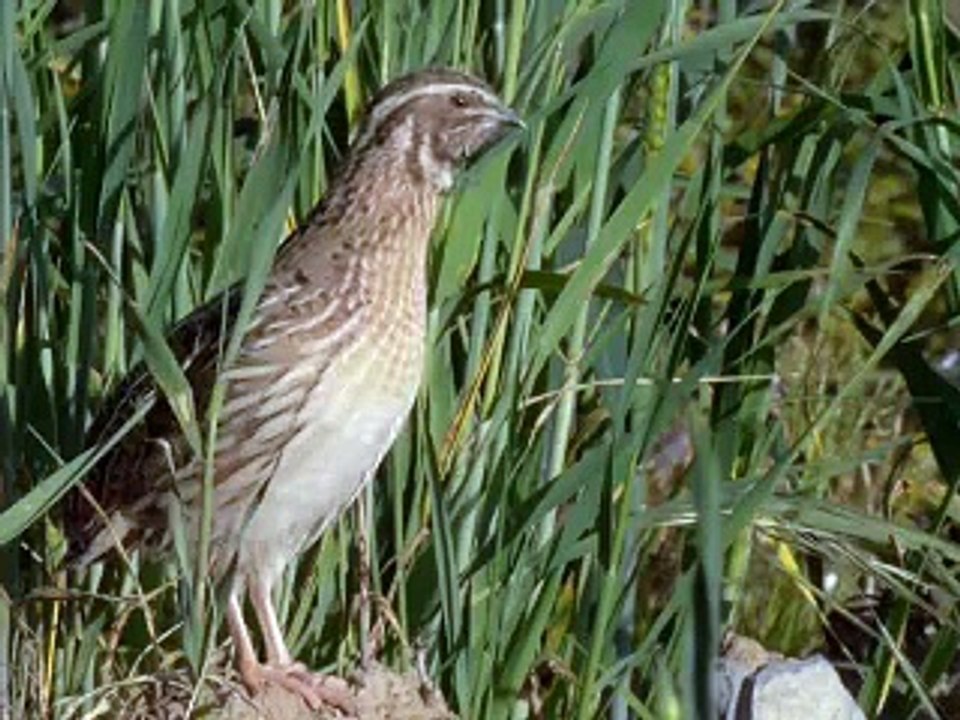 Pitak