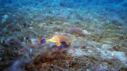 pulpo vs cangrejo pistolero