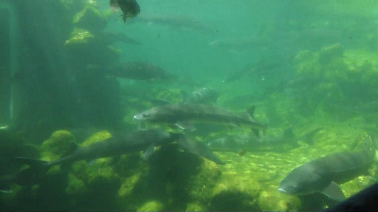 L'aquarium du périgord noir