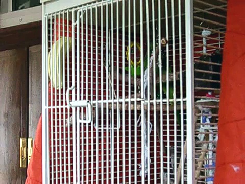 MY Quaker Parrot singing, If Your happy and you know it!