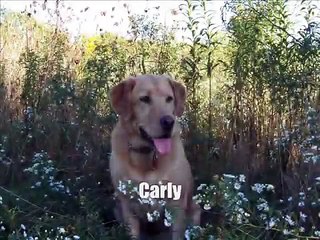 Guinness the Shiba Inu