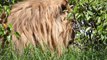Grimace - Son of Notch - Big male lion of Notch Coalition - Masai Mara