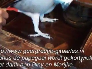 Manus de papegaai wordt  gekortwiekt !!!