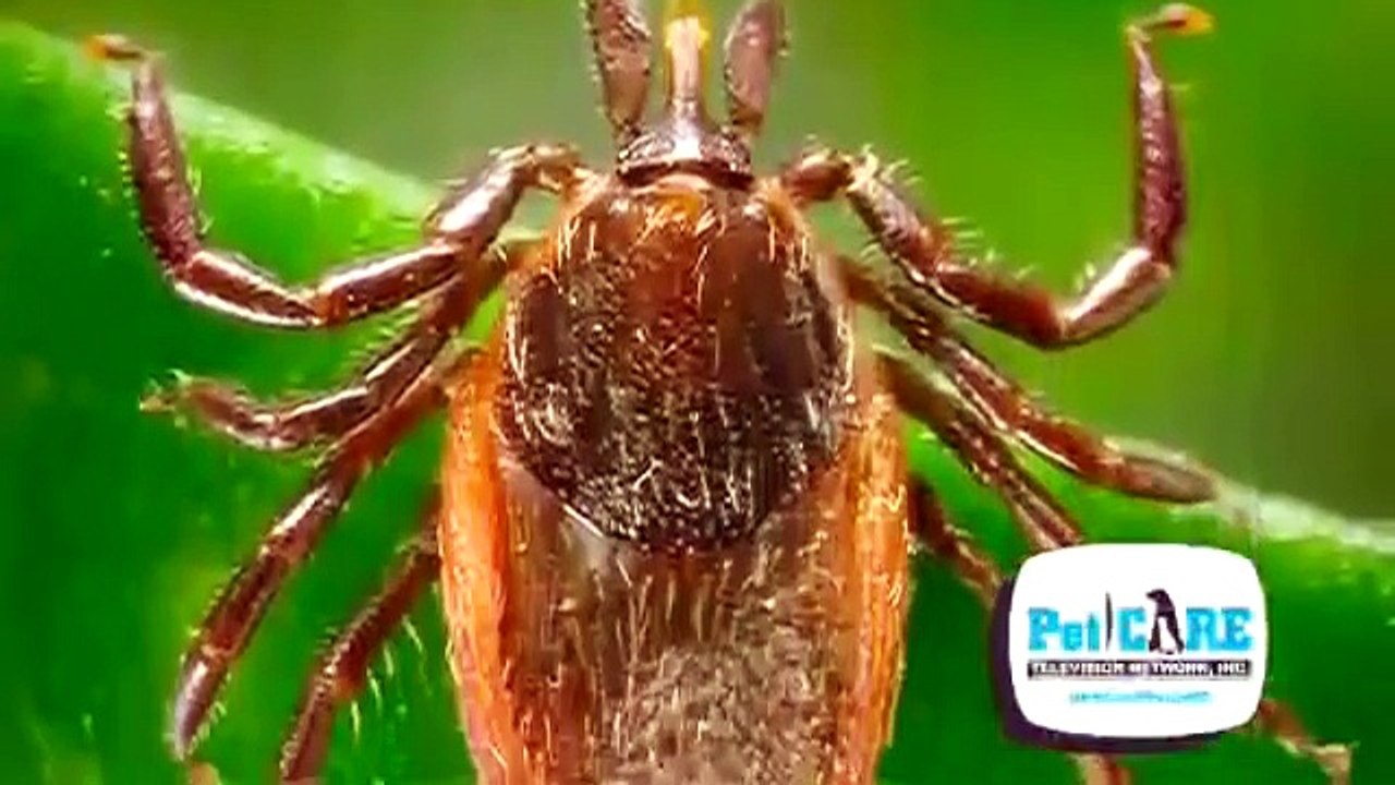 How to Remove a Tick on your Pet