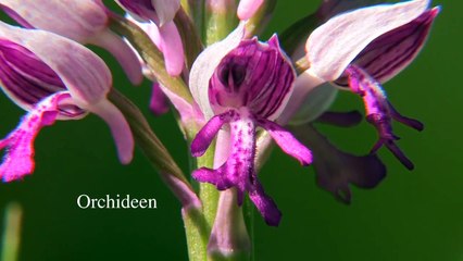 Die Senne - unsere Heimat