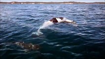 Sharks feeding on dead humpback whale calf
