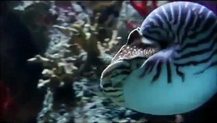 The Evolution of humans - Full Documentary