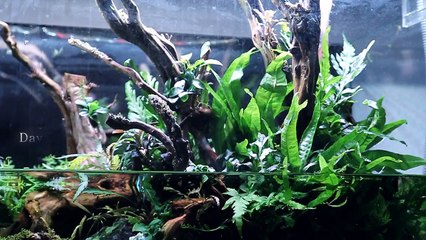 Aquascape ADA 90P - a dream come true - Update 70 Days